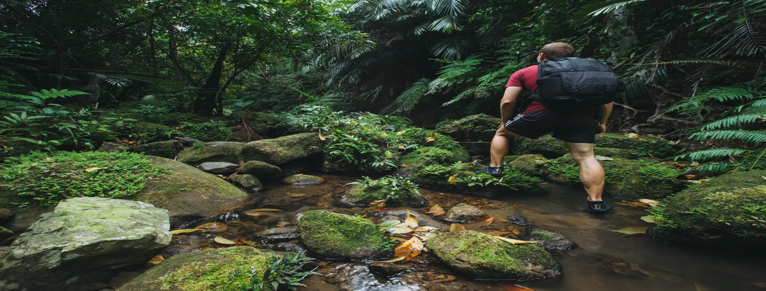 Image for Jungle Trek